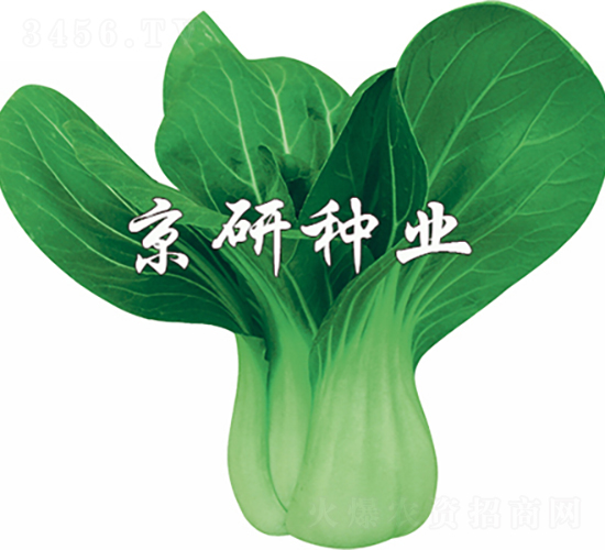 春油3號-油菜種子-京研種業(yè)