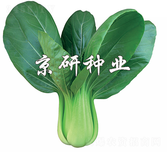 春油4號-油菜種子-京研種業(yè)