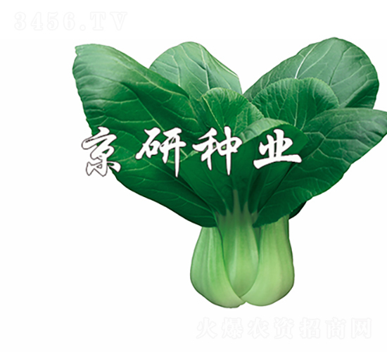 春油5號-油菜種子-京研種業(yè)