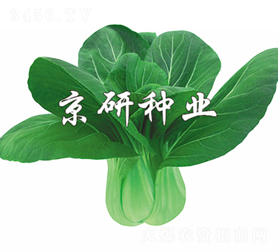 春油6號-油菜種子-京研種業(yè)