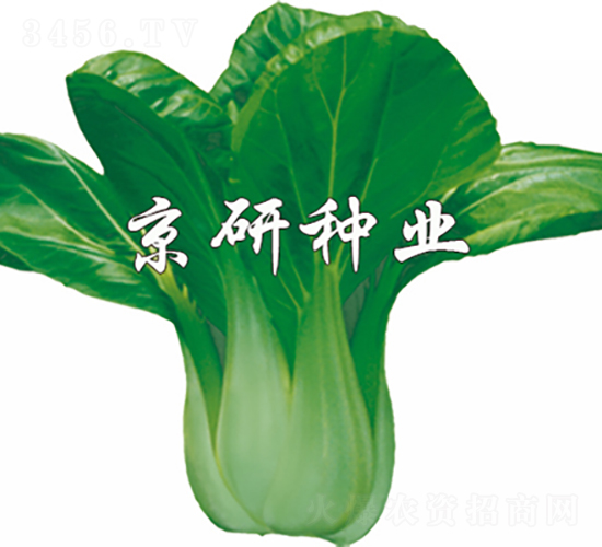 京綠7號-油菜種子-京研種業(yè)