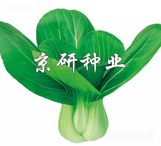 國夏1號-油菜種子-京研種業(yè)