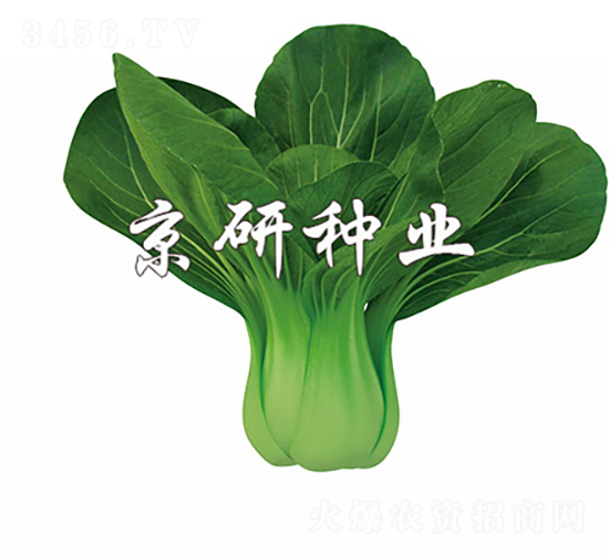 京綠1號-油菜種子-京研種業(yè)