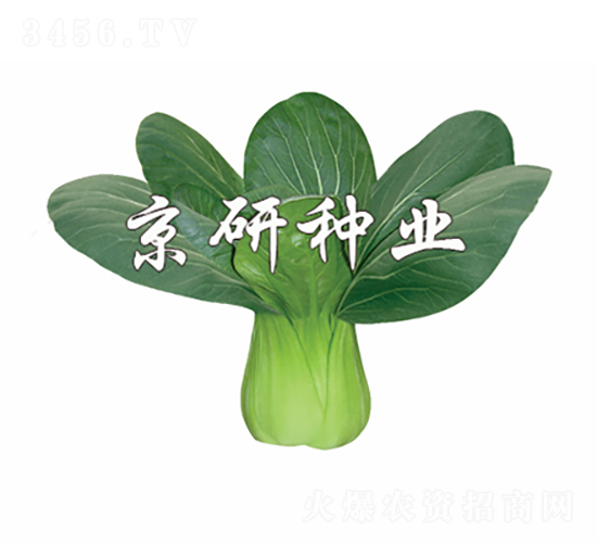 京綠3號(hào)-油菜種子-京研種業(yè)