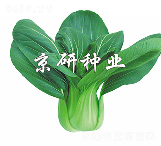 京綠5號-油菜種子-京研種業(yè)