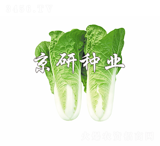 京研快菜4號-白菜種子-京研種業(yè)