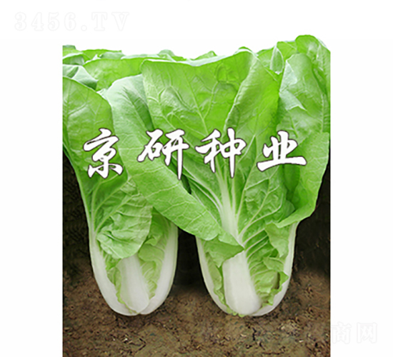 京研快菜5號-白菜種子-京研種業(yè)