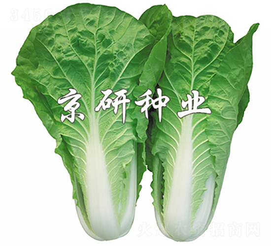 京研快菜6號-白菜種子-京研種業(yè)