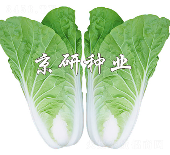 京研快菜8號-白菜種子-京研種業(yè)