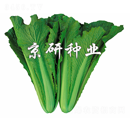 綠快2號-白菜種子-京研種業(yè)