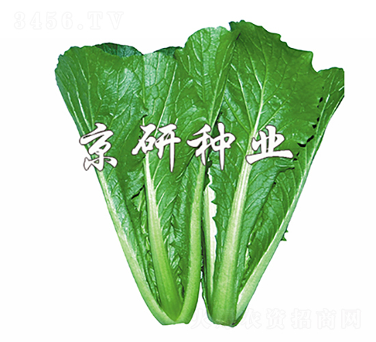 綠快3號-白菜種子-京研種業(yè)