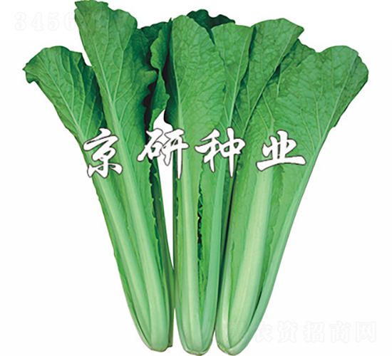 四季快菜1號-白菜種子-京研種業(yè)