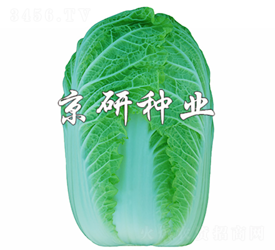 京春娃5號(hào)-白菜種子-京研種業(yè)