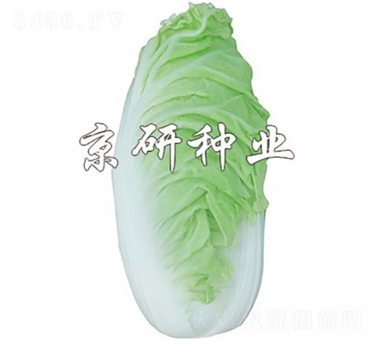 京夏6號(hào)-白菜種子-京研種業(yè)