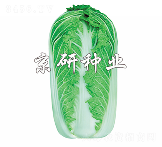 京秋61號(hào)-白菜種子-京研種業(yè)