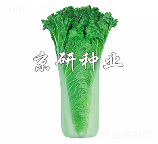 京翠55號-白菜種子-京研種業(yè)