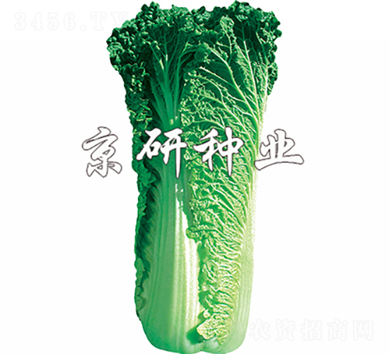 京翠60號-白菜種子-京研種業(yè)