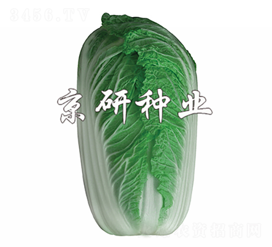 北京桔紅2號(hào)-白菜種子-京研種業(yè)