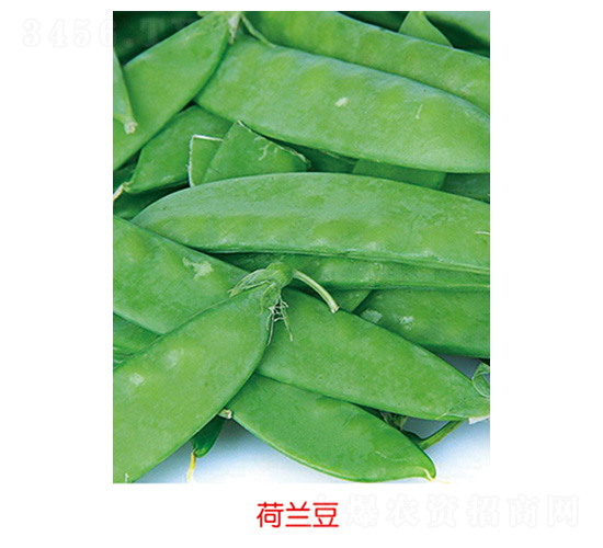 沈春荷蘭豆種子-豐華種業(yè)