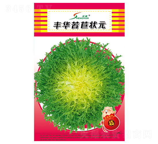 豐華苦苣狀元-苦苣種子-豐華種業(yè)