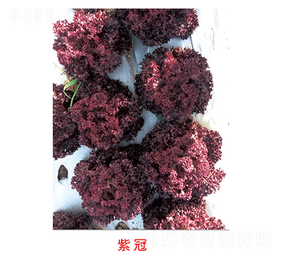 紫冠-生菜種子-豐華種業(yè)