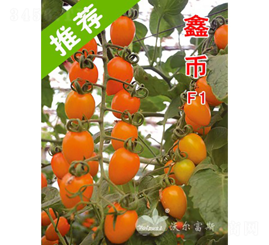 鑫幣F1（臺(tái)灣引進(jìn)特色黃果小番茄）-番茄種子-沃爾富斯