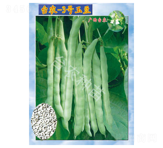 臺農(nóng)3號玉豆-四季豆種子-臺農(nóng)種苗