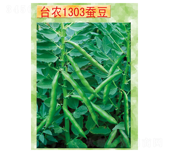 臺(tái)農(nóng)1303蠶豆-蠶豆種子-臺(tái)農(nóng)種苗