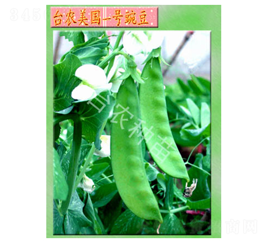 美國1號豌豆-豌豆種子-臺農(nóng)種苗