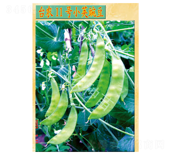 臺(tái)農(nóng)11號(hào)小莢豌豆-豌豆種子-臺(tái)農(nóng)種苗