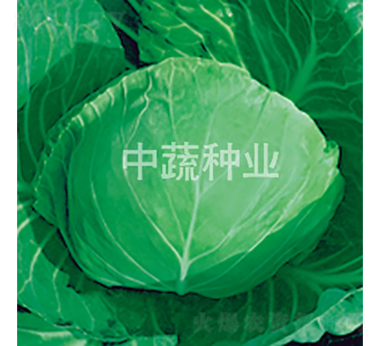 中甘18號-甘藍種子-中蔬種業(yè)