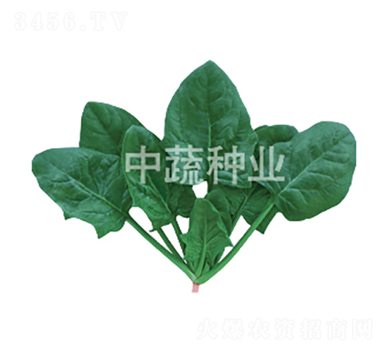 蔬菠8號-菠菜種子-中蔬種業(yè)