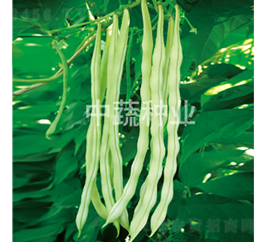 架豆1號-菜豆種子-中蔬種業(yè)