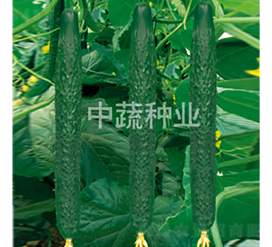 中農(nóng)116號(hào)-黃瓜種子-中蔬種業(yè)