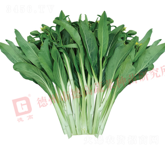 德高2027菜薹-菜心菜薹種子-德高種業(yè)