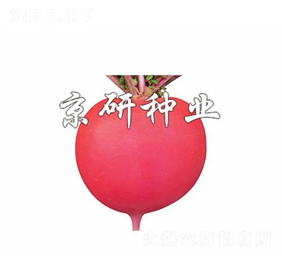 京紅4號-蘿卜種子-京研種業(yè)