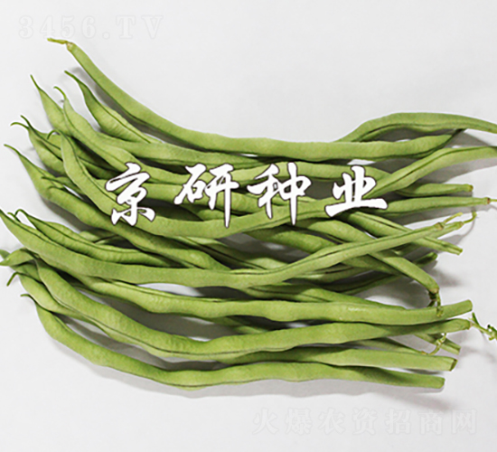 盛優(yōu)1號-菜豆種子-京研種業(yè)