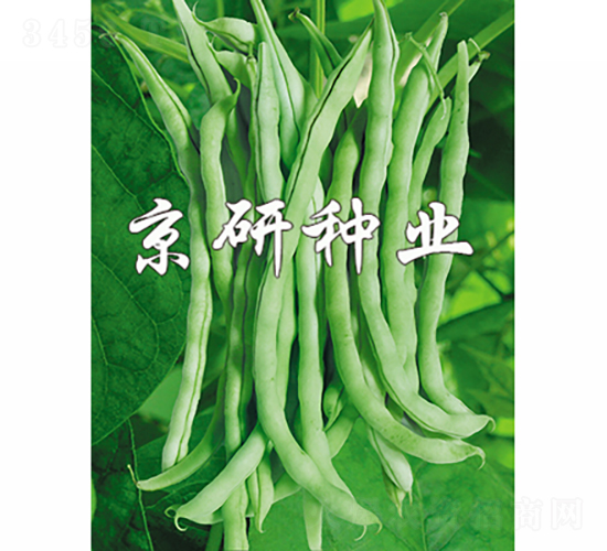 盛玉3號-菜豆種子-京研種業(yè)