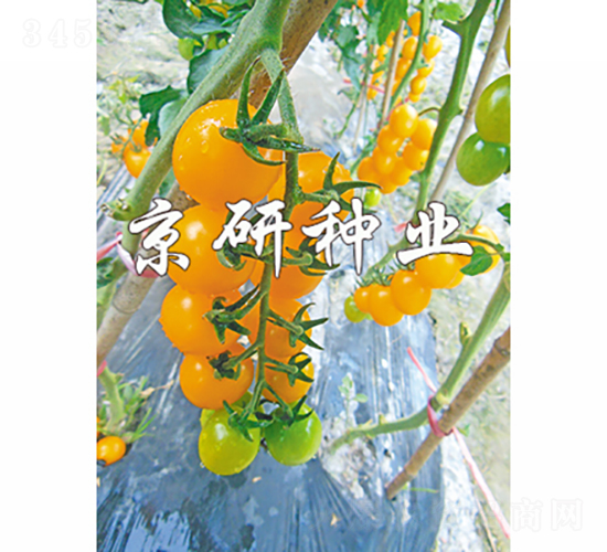 京番黃星2號(hào)-番茄種子-京研種業(yè)