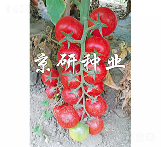 京番紅串1號-番茄種子-京研種業(yè)