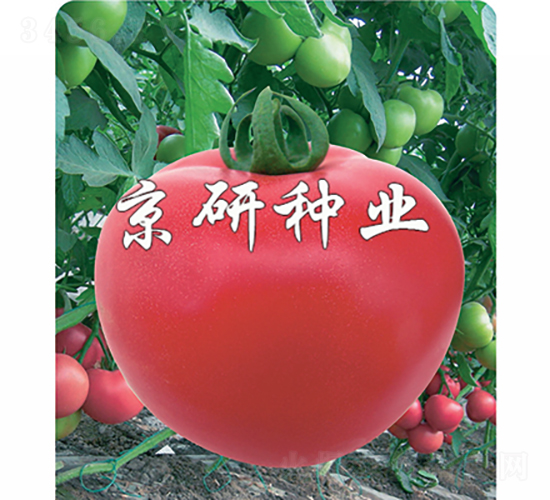 仙客8號-番茄種子-京研種業(yè)