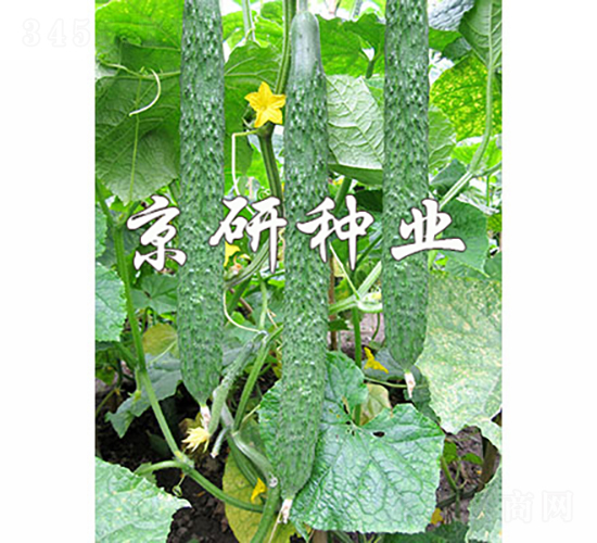 京研夏美2號(hào)-黃瓜種子-京研種業(yè)