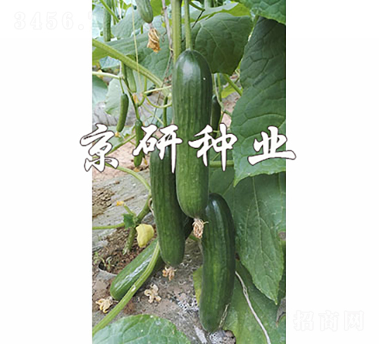 綠精靈10號-黃瓜種子-京研種業(yè)