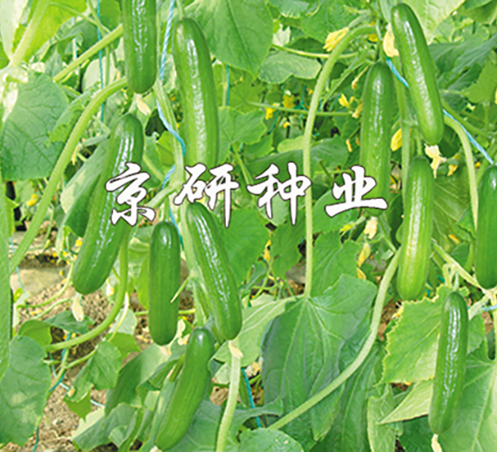 京研迷你6號(hào)-黃瓜種子-京研種業(yè)