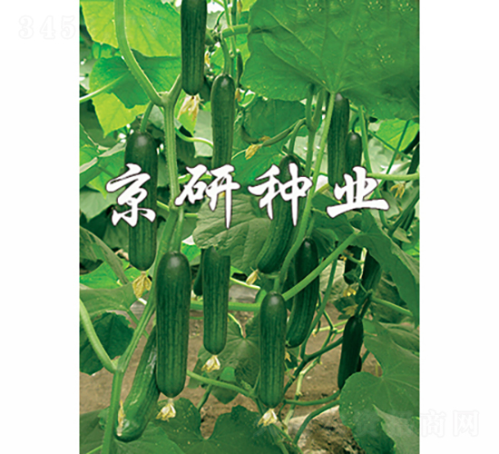 京研迷你2號(hào)-黃瓜種子-京研種業(yè)