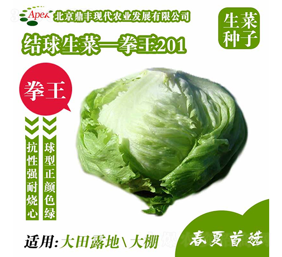 拳王201-生菜種子-鼎豐農(nóng)業(yè)