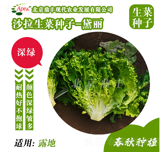 黛麗-生菜種子-鼎豐農(nóng)業(yè)