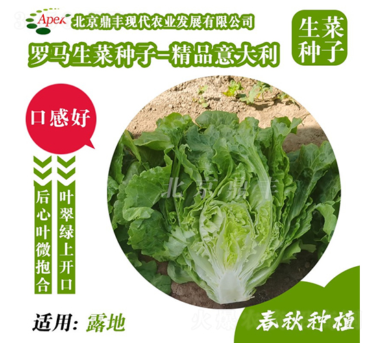 精品意大利-生菜種子-鼎豐農(nóng)業(yè)