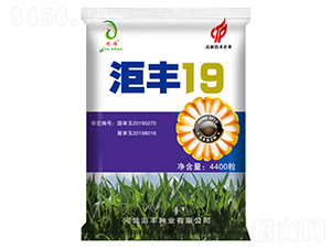 洰豐19-玉米種子-洰豐種業(yè)