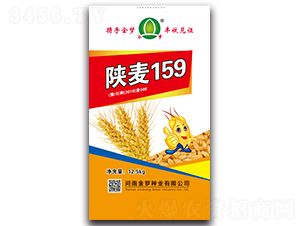 陜麥159-小麥種子-金夢種業(yè)